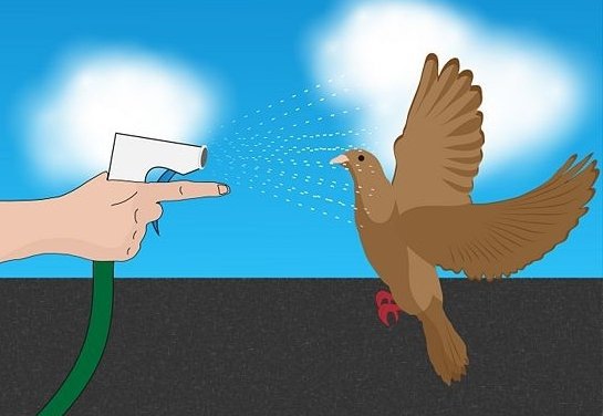 Как избавиться от голубей на балконе: советы.